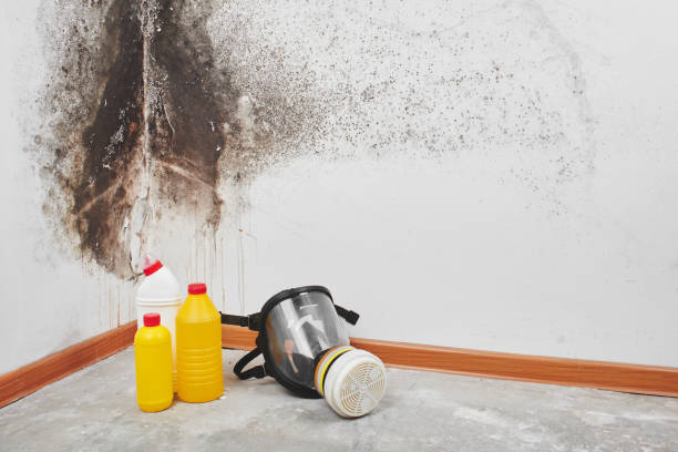 Best Commercial Mold Removal  in Knik Fairview, AK