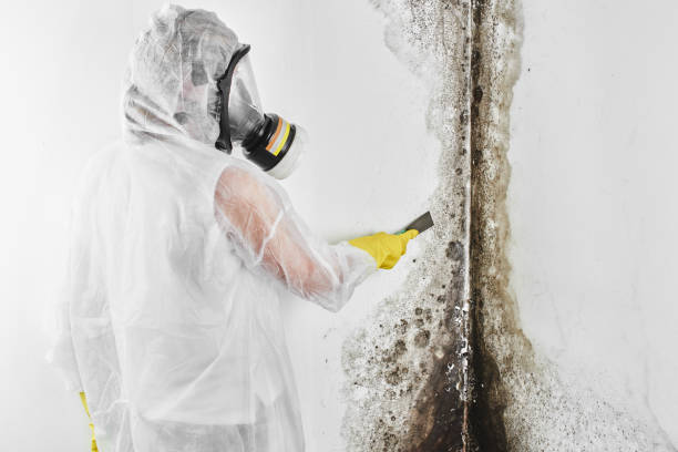 Best Mold Remediation Services  in Knik Fairview, AK
