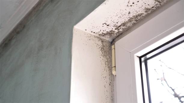 Best Professional Mold Removal  in Knik Fairview, AK