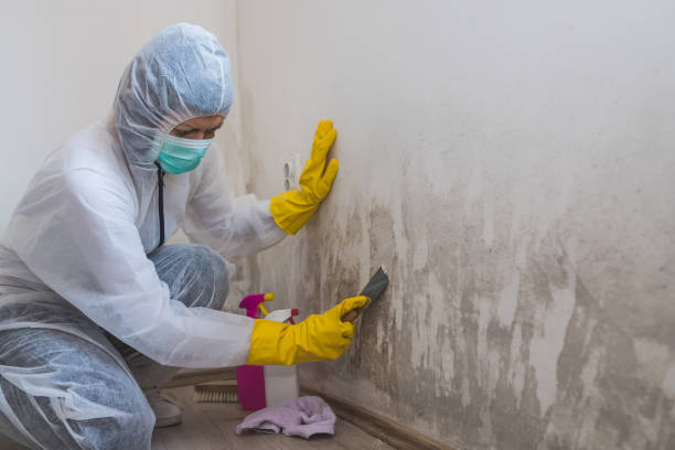 Knik Fairview, AK Mold Removal Company