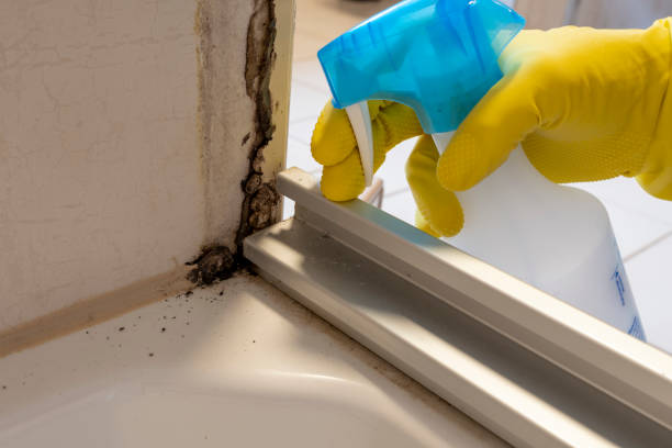 Best Best Mold Removal Companies  in Knik Fairview, AK