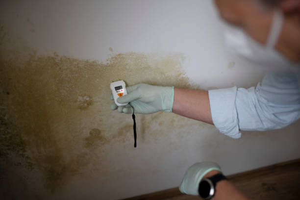 Best Toxic Mold Removal  in Knik Fairview, AK