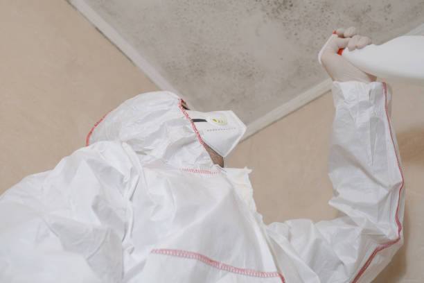 Best Best Mold Removal Companies  in Knik Fairview, AK