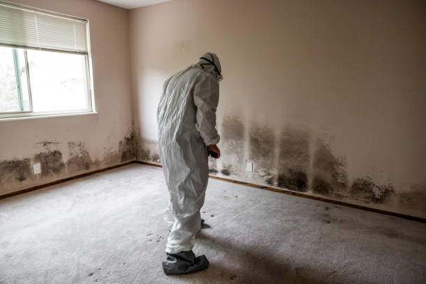 Best Mold Removal Near Me  in Knik Fairview, AK
