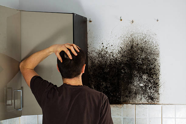 Best Mold Removal Near Me  in Knik Fairview, AK