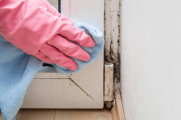 Best Crawl Space Mold Removal  in Knik Fairview, AK
